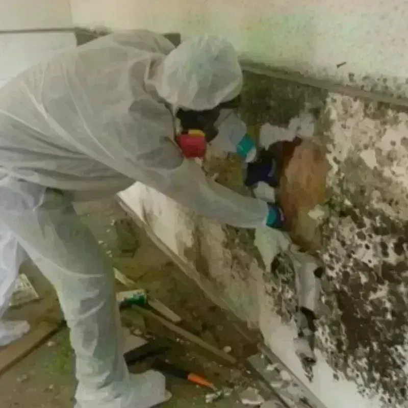 Mold Remediation and Removal in Alleghany County, NC